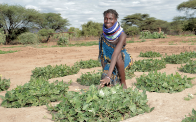 Innovation Enabled Gardens