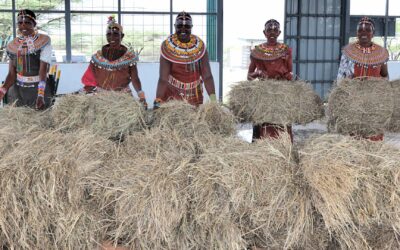 How Grass Became A Safety Net