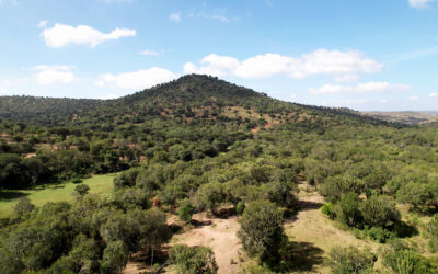 When the Forest Starts Paying Back